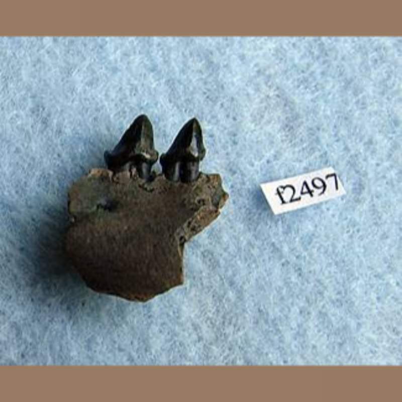 Opossum Fossil | Fossils & Artifacts for Sale | Paleo Enterprises | Fossils & Artifacts for Sale