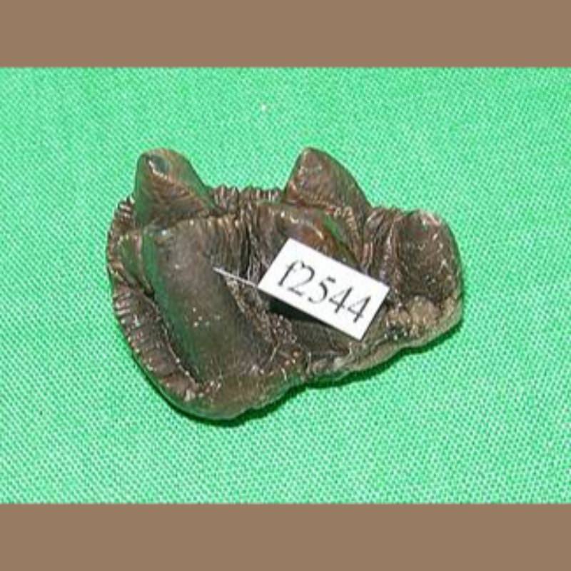 Peccary Molar Fossil | Fossils & Artifacts for Sale | Paleo Enterprises | Fossils & Artifacts for Sale