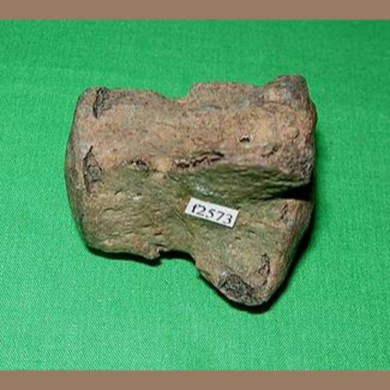 Sloth Vertebra Likely Megalonyx Fossil | Fossils & Artifacts for Sale | Paleo Enterprises | Fossils & Artifacts for Sale