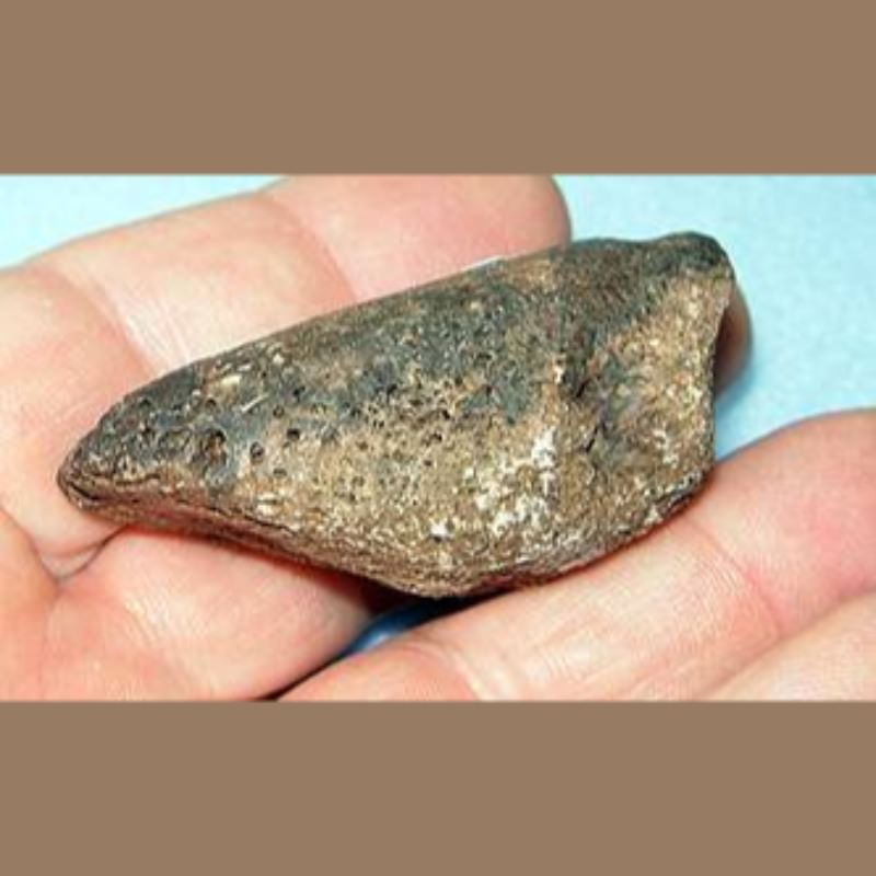 Giant Tortoise Claw Core Fossil | Fossils & Artifacts for Sale | Paleo Enterprises | Fossils & Artifacts for Sale