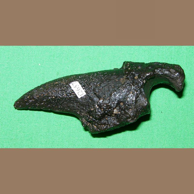 Rare Sloth Claw Fossil | Fossils & Artifacts for Sale | Paleo Enterprises | Fossils & Artifacts for Sale