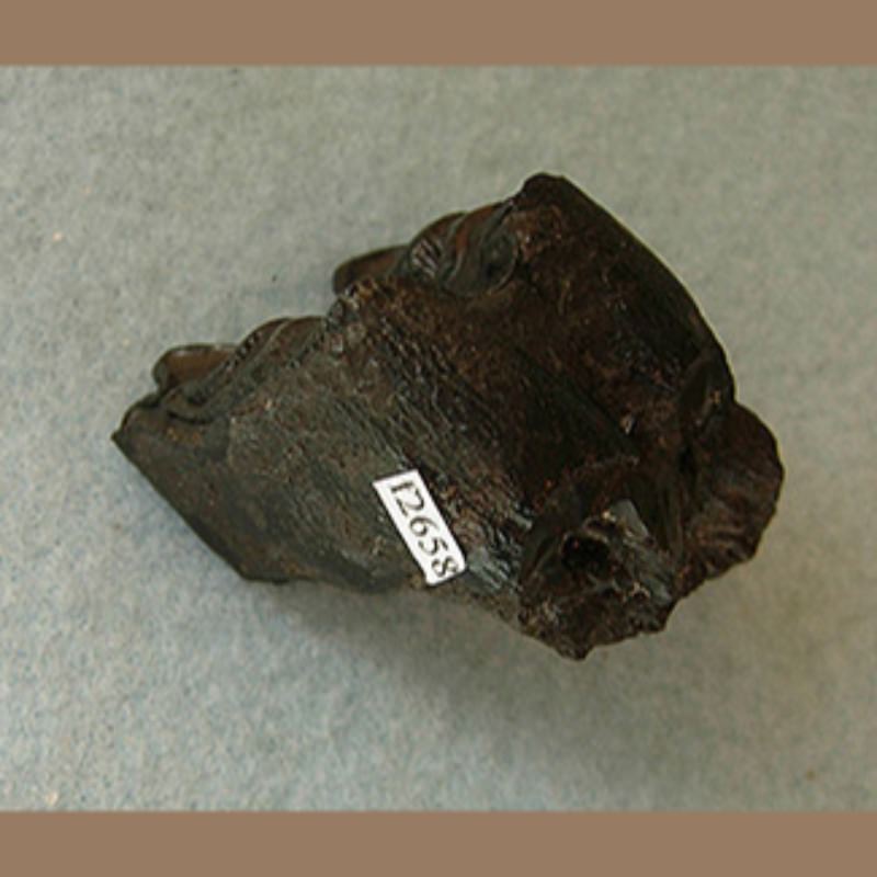 Bison Molar Bison antiquus | Fossils & Artifacts for Sale | Paleo Enterprises | Fossils & Artifacts for Sale