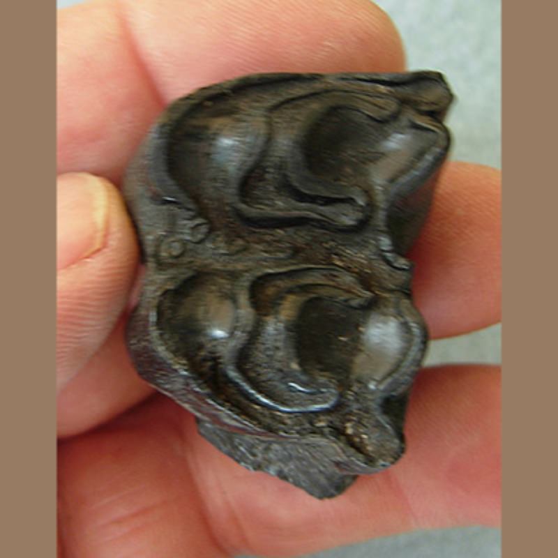 Bison Molar Bison antiquus | Fossils & Artifacts for Sale | Paleo Enterprises | Fossils & Artifacts for Sale
