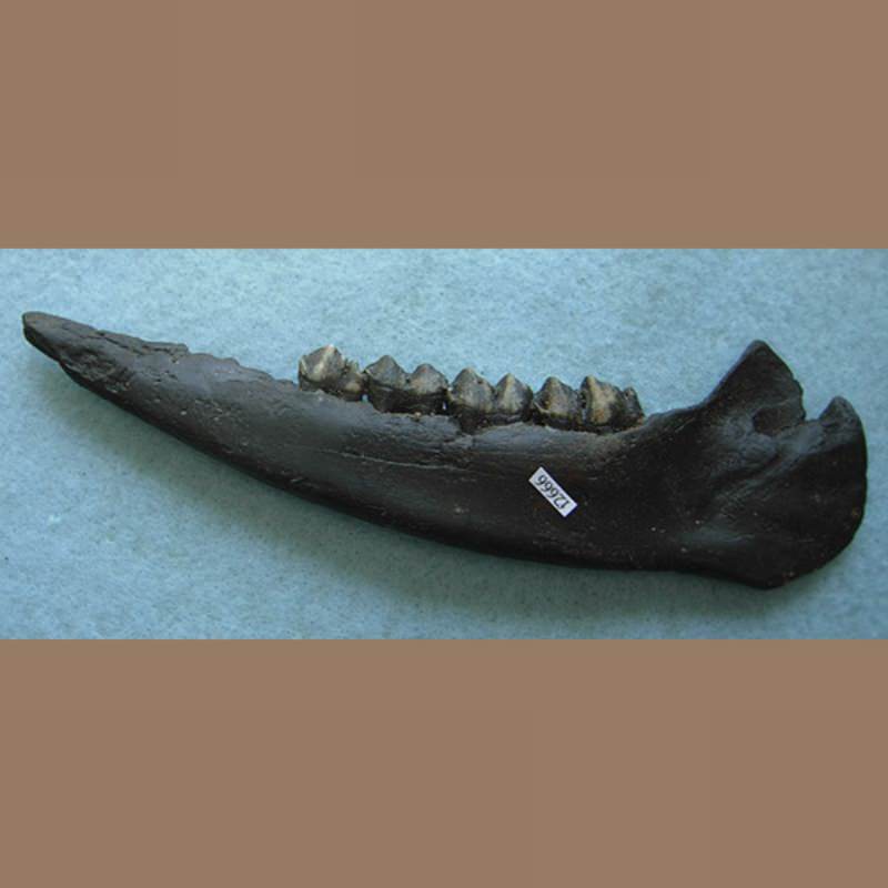 Fossil Deer Mandible | Fossils & Artifacts for Sale | Paleo Enterprises | Fossils & Artifacts for Sale