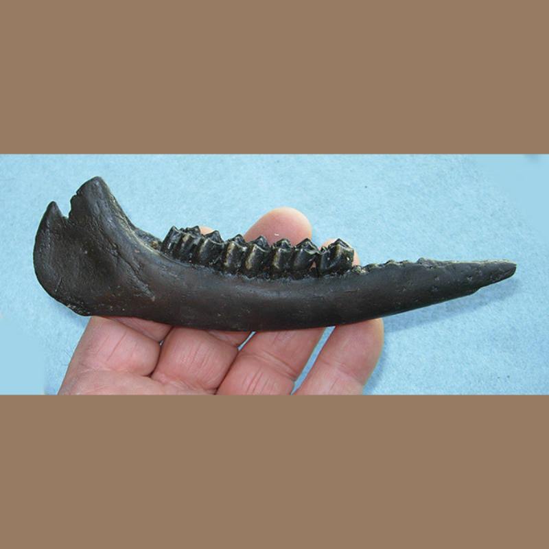 Fossil Deer Mandible | Fossils & Artifacts for Sale | Paleo Enterprises | Fossils & Artifacts for Sale