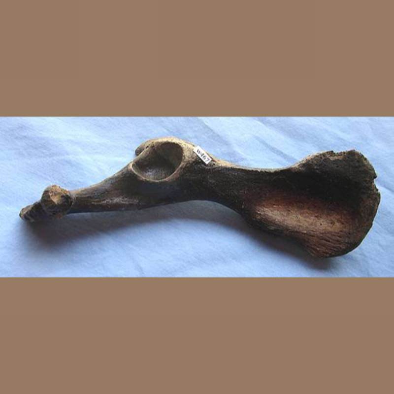 Pelvis Fossil | Fossils & Artifacts for Sale | Paleo Enterprises | Fossils & Artifacts for Sale