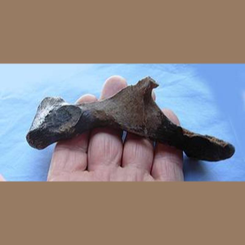Pelvis Fossil | Fossils & Artifacts for Sale | Paleo Enterprises | Fossils & Artifacts for Sale