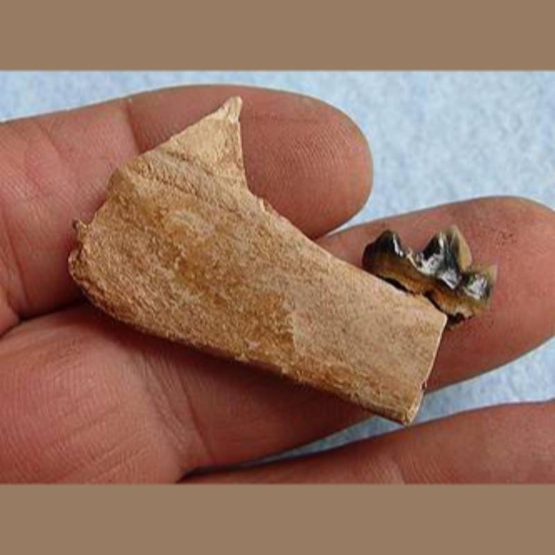 Gray Fox Fossil | Fossils & Artifacts for Sale | Paleo Enterprises | Fossils & Artifacts for Sale