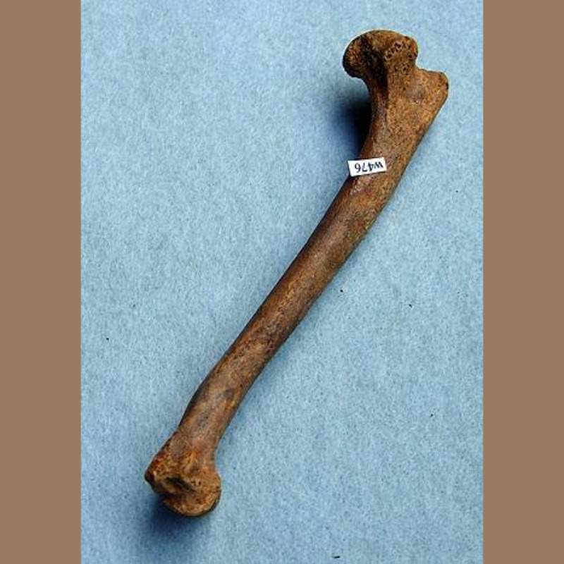 Gray Fox Humerus Fossil | Fossils & Artifacts for Sale | Paleo Enterprises | Fossils & Artifacts for Sale