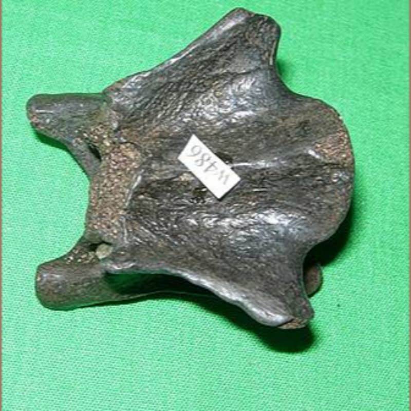 Coyote Cervical Vertebra Fossil | Fossils & Artifacts for Sale | Paleo Enterprises | Fossils & Artifacts for Sale