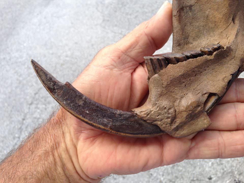 Giant Beaver Jaw Fossil