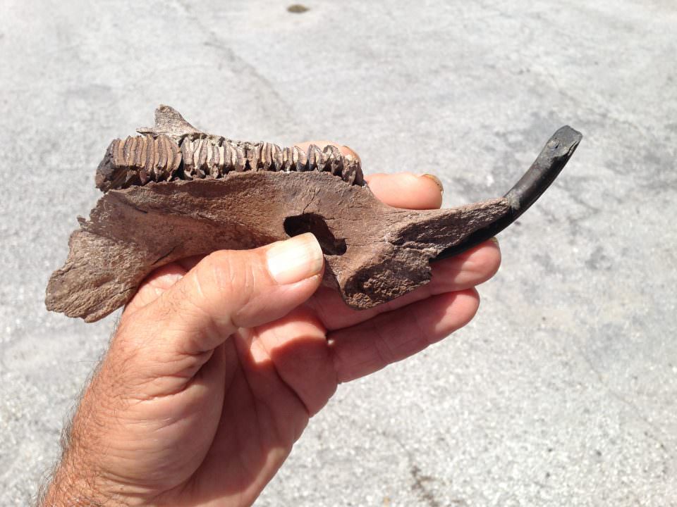 Capybara Jaw Bone Fossil | Fossils & Artifacts for Sale | Paleo Enterprises | Fossils & Artifacts for Sale