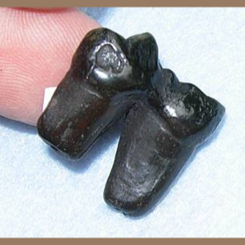 Black Bear Tooth Fossil | Fossils & Artifacts for Sale | Paleo Enterprises | Fossils & Artifacts for Sale