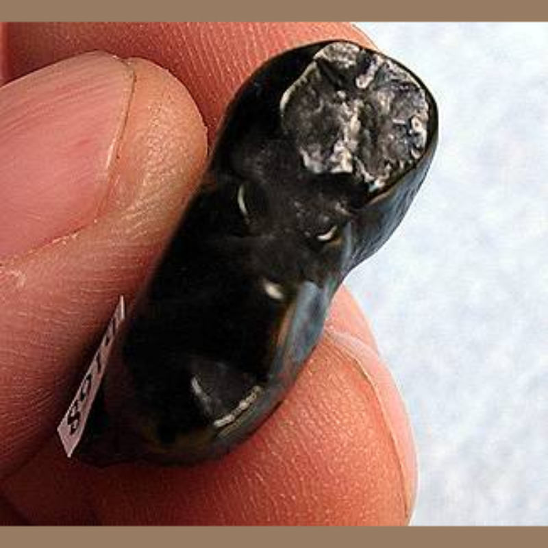 Black Bear Tooth Fossil | Fossils & Artifacts for Sale | Paleo Enterprises | Fossils & Artifacts for Sale