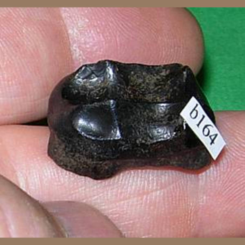 Black Bear Tooth Fossil | Fossils & Artifacts for Sale | Paleo Enterprises | Fossils & Artifacts for Sale