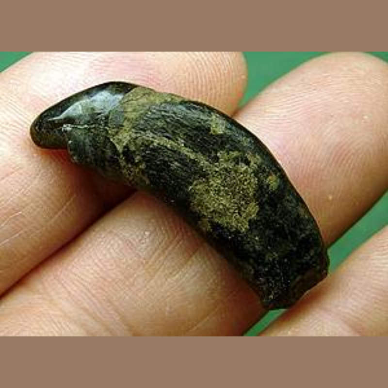 Bear Incisor (probably) Fossil | Fossils & Artifacts for Sale | Paleo Enterprises | Fossils & Artifacts for Sale