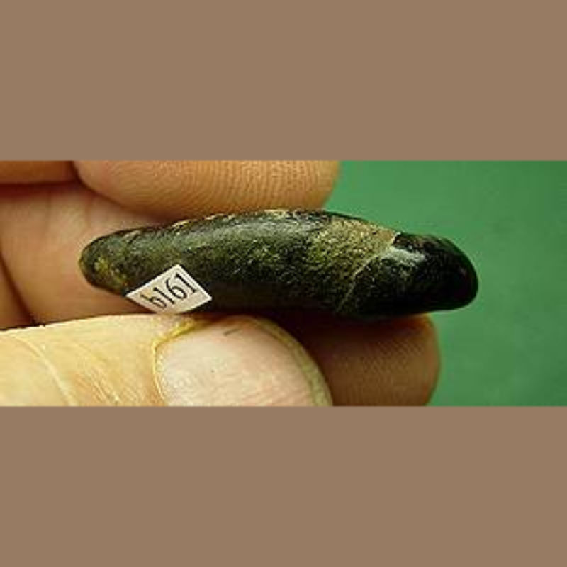 Bear Incisor (probably) Fossil | Fossils & Artifacts for Sale | Paleo Enterprises | Fossils & Artifacts for Sale