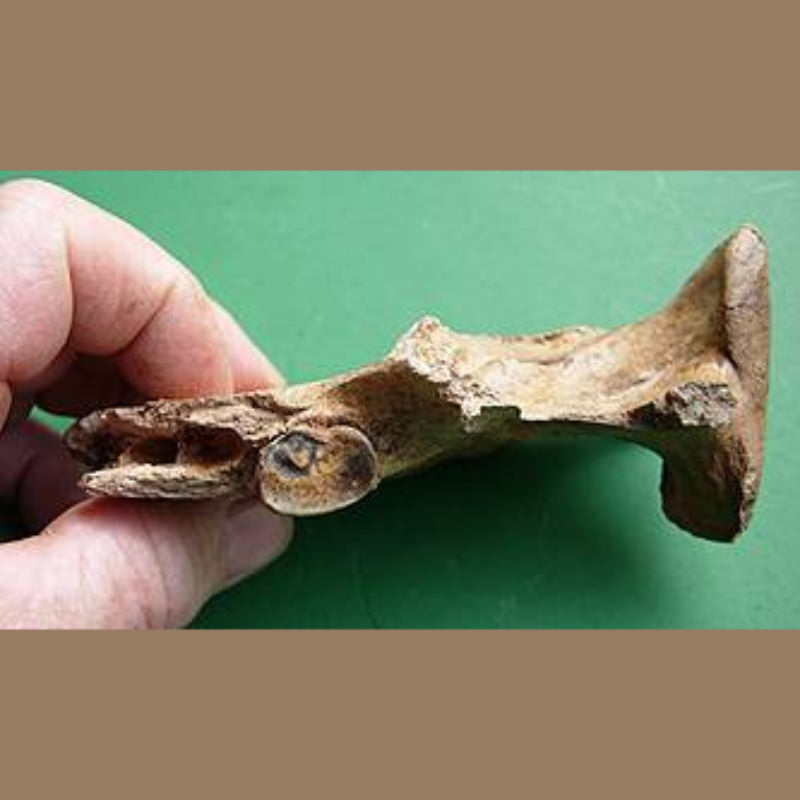 Spectacled Bear Mandible Fossil | Fossils & Artifacts for Sale | Paleo Enterprises | Fossils & Artifacts for Sale
