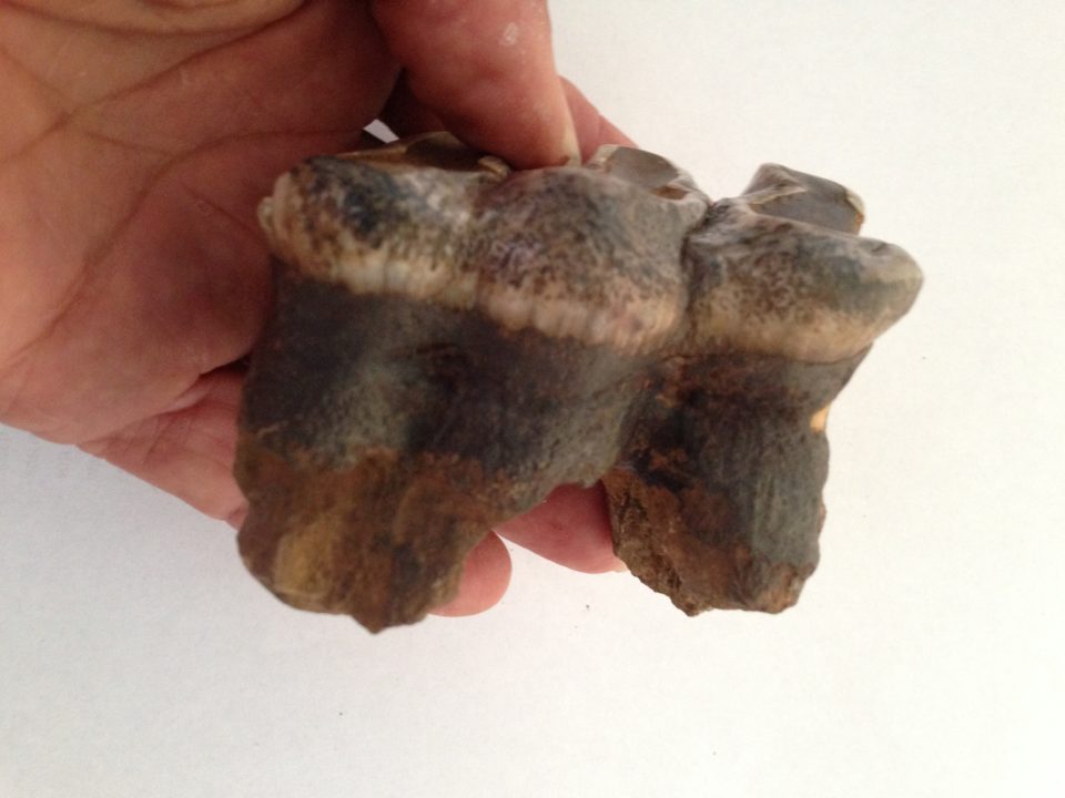 Proboscidean Tooth | Fossils & Artifacts for Sale | Paleo Enterprises | Fossils & Artifacts for Sale