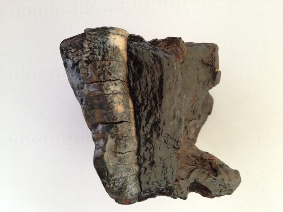 Mastodon Tooth Fossil / Gomphothere | Fossils & Artifacts for Sale | Paleo Enterprises | Fossils & Artifacts for Sale
