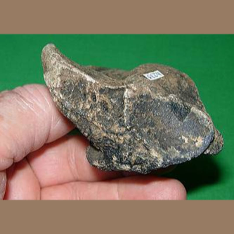 Bear Calcaneum Fossil | Fossils & Artifacts for Sale | Paleo Enterprises | Fossils & Artifacts for Sale