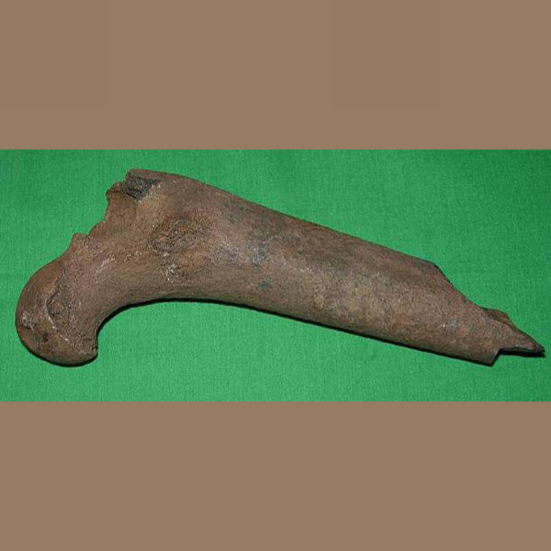 Fossil Black Bear Femur Fossil | Fossils & Artifacts for Sale | Paleo Enterprises | Fossils & Artifacts for Sale