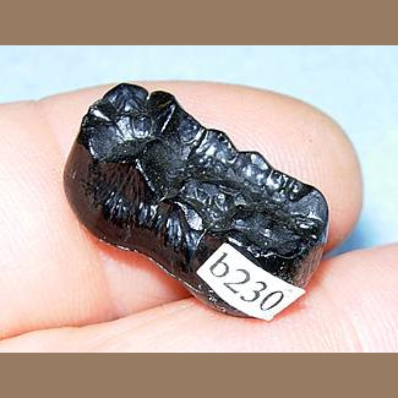 Bear Molar Fossil | Fossils & Artifacts for Sale | Paleo Enterprises | Fossils & Artifacts for Sale