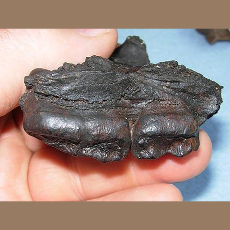 Black Bear Maxilla Fossil | Fossils & Artifacts for Sale | Paleo Enterprises | Fossils & Artifacts for Sale