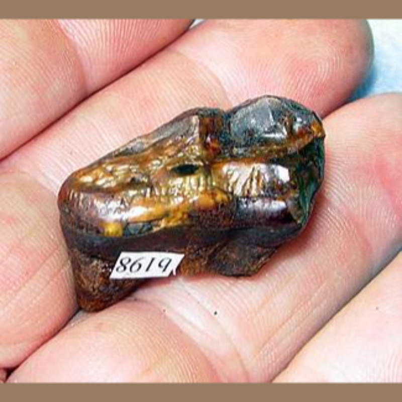 Bear Molar Fossil | Fossils & Artifacts for Sale | Paleo Enterprises | Fossils & Artifacts for Sale
