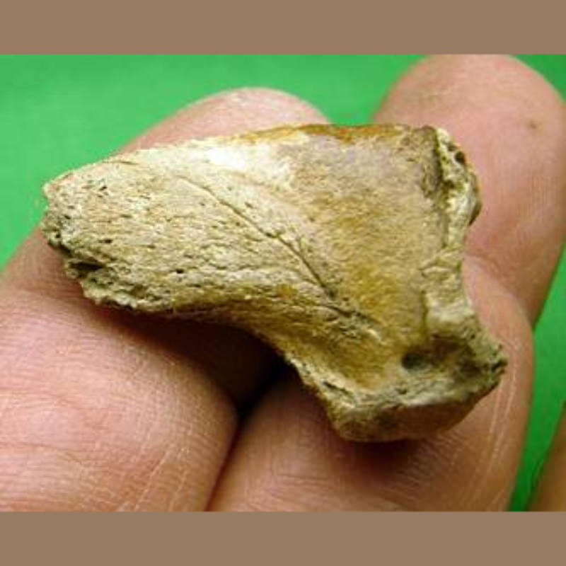 Bear Claw Fossil | Fossils & Artifacts for Sale | Paleo Enterprises | Fossils & Artifacts for Sale