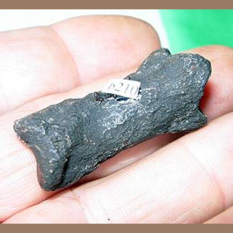 Fossil Black Bear Phalange Fossil | Fossils & Artifacts for Sale | Paleo Enterprises | Fossils & Artifacts for Sale