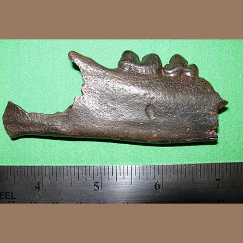 Florida Panther Lower Left Jaw | Fossils & Artifacts for Sale | Paleo Enterprises | Fossils & Artifacts for Sale