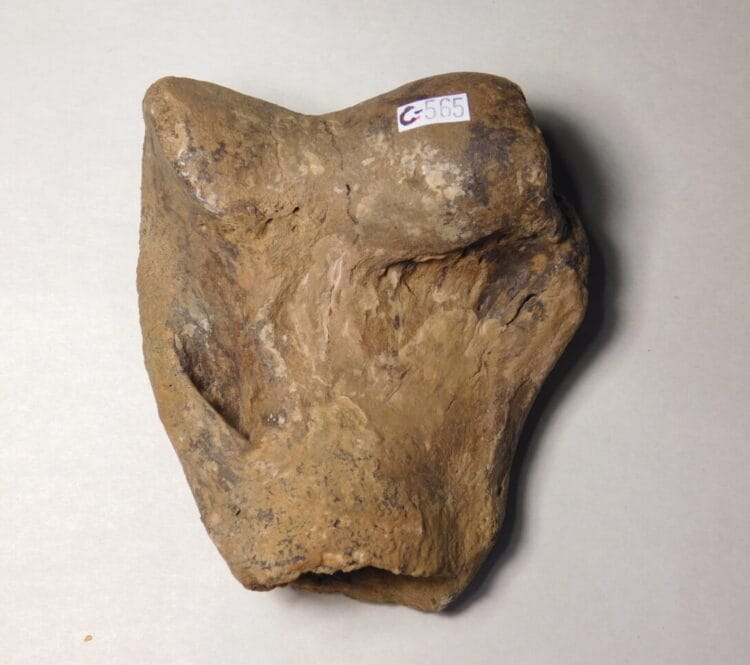 American Lion Humerus Distal End Fossil