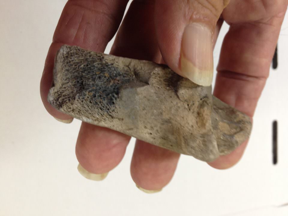 Smilodon Calcaneum Fossil | Fossils & Artifacts for Sale | Paleo Enterprises | Fossils & Artifacts for Sale