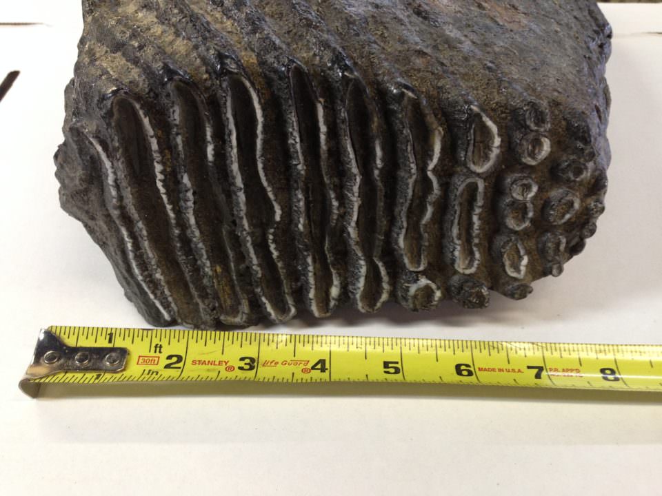 Huge Woolly Mammoth Tooth Fossil | Fossils & Artifacts for Sale | Paleo Enterprises | Fossils & Artifacts for Sale