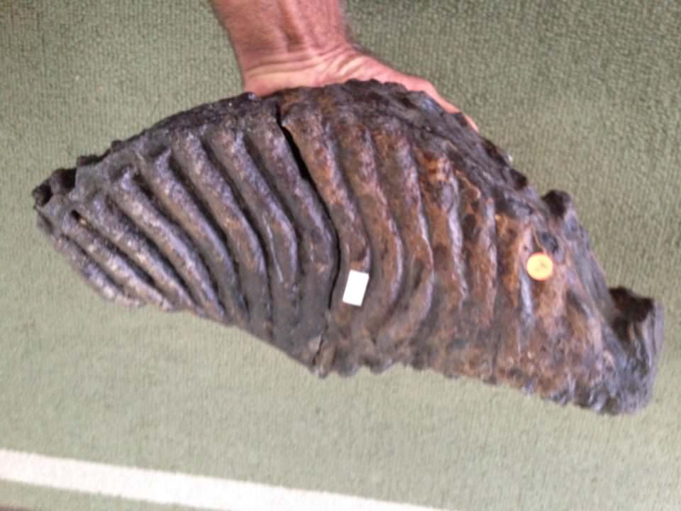 Woolly Mammoth Tooth Fossil | Fossils & Artifacts for Sale | Paleo Enterprises | Fossils & Artifacts for Sale