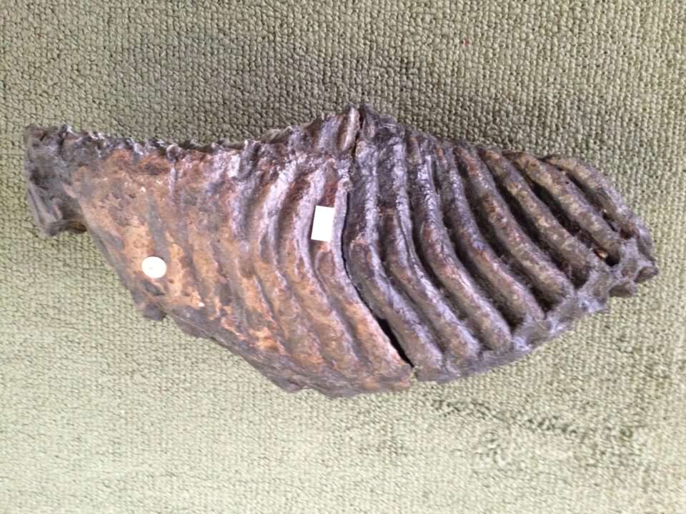 Woolly Mammoth Tooth Fossil | Fossils & Artifacts for Sale | Paleo Enterprises | Fossils & Artifacts for Sale
