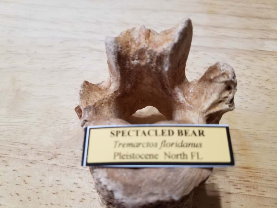 Spectacled Bear Vertebra | Fossils & Artifacts for Sale | Paleo Enterprises | Fossils & Artifacts for Sale