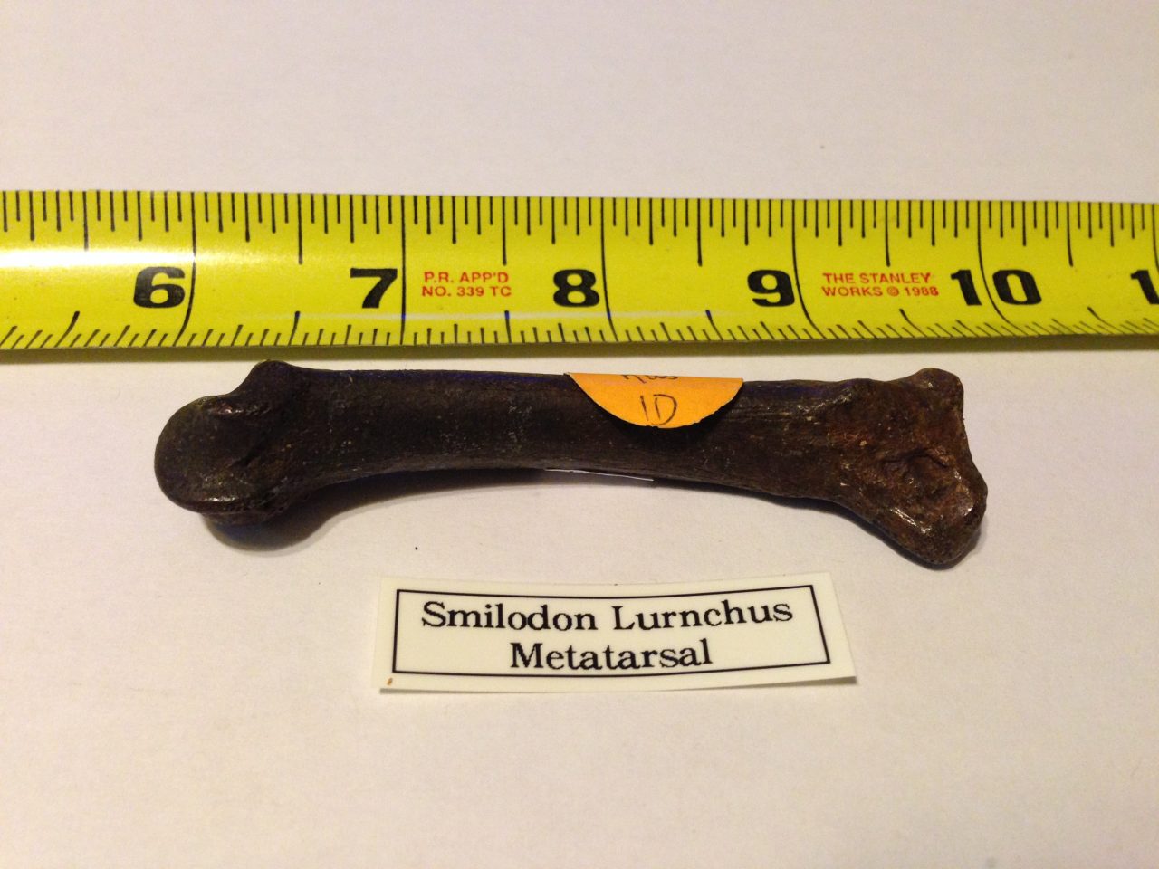 Smilodon floridanus Fossil Metatarsal Perfect Condition | Fossils & Artifacts for Sale | Paleo Enterprises | Fossils & Artifacts for Sale