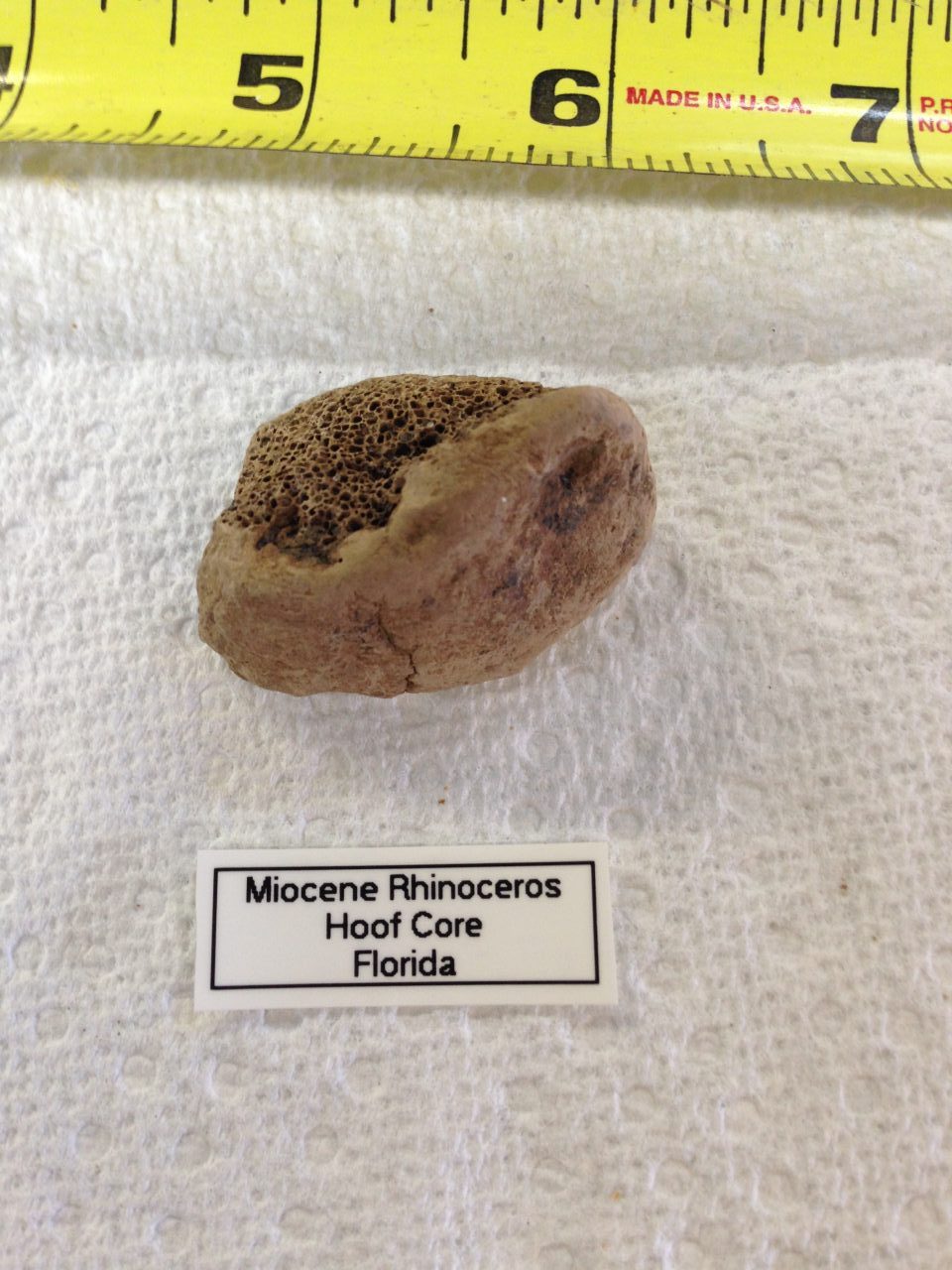 Rhinoceros Menoceras Barbouri Hoof Core Fossil | Fossils & Artifacts for Sale | Paleo Enterprises | Fossils & Artifacts for Sale