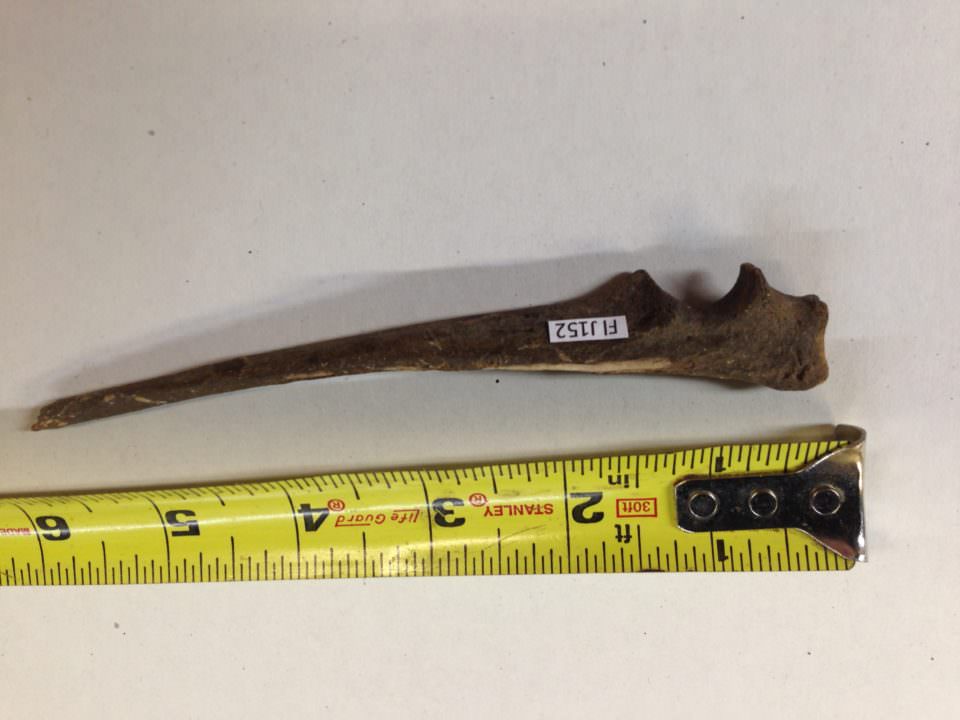 Bobcat Ulna Fossil | Fossils & Artifacts for Sale | Paleo Enterprises | Fossils & Artifacts for Sale