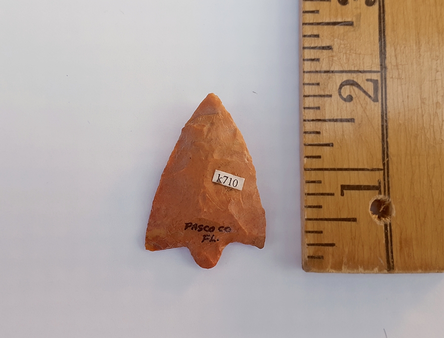 Fl. Hillsborough type arrowhead, GORGEOUS CORAL! | Fossils & Artifacts for Sale | Paleo Enterprises | Fossils & Artifacts for Sale
