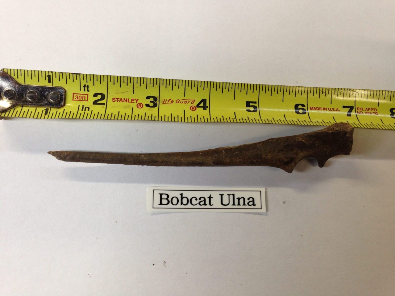 Bob Cat Ulna near complete 6" | Fossils & Artifacts for Sale | Paleo Enterprises | Fossils & Artifacts for Sale