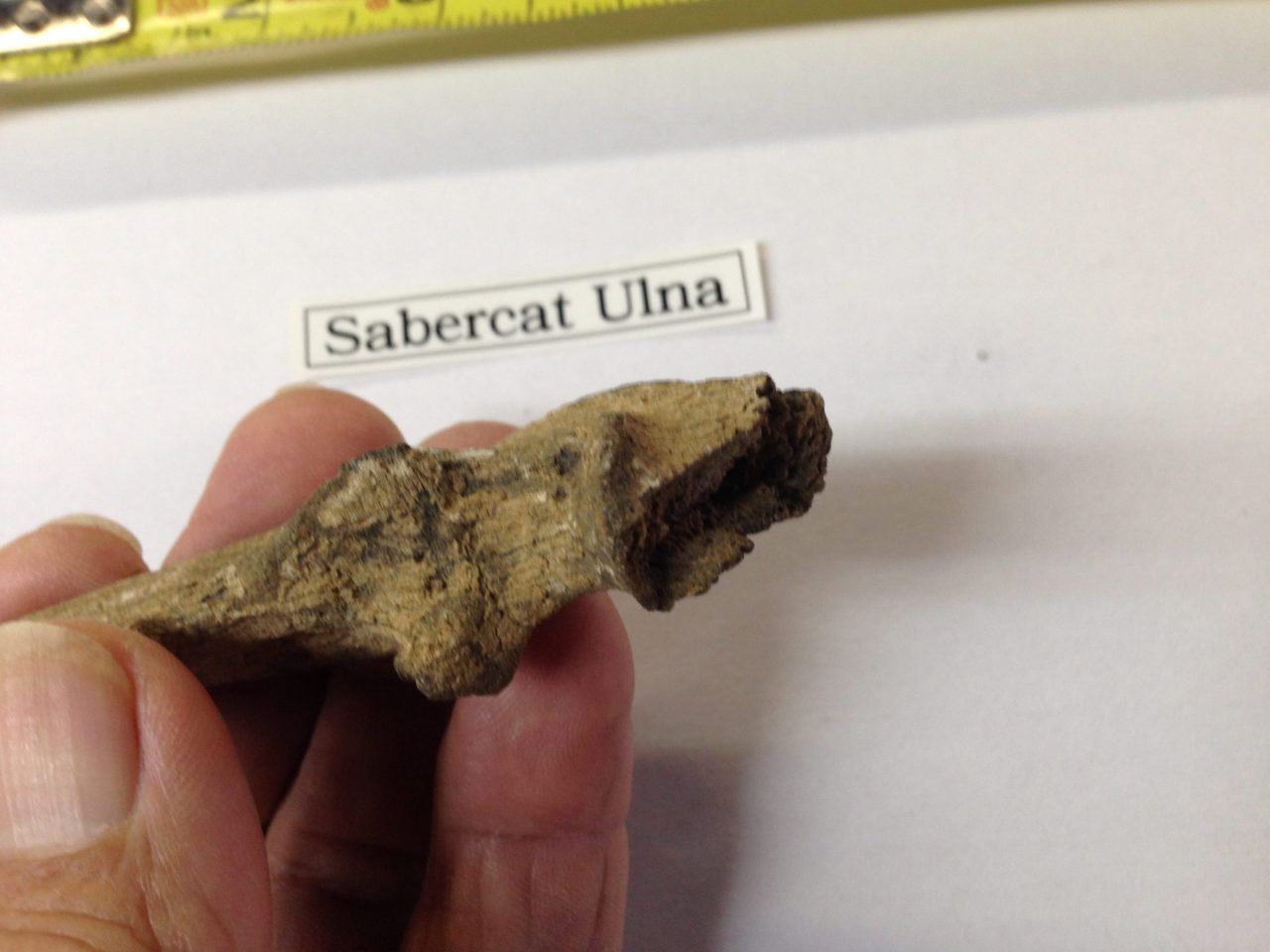 Fossil Sabercat Ulna | Fossils & Artifacts for Sale | Paleo Enterprises | Fossils & Artifacts for Sale