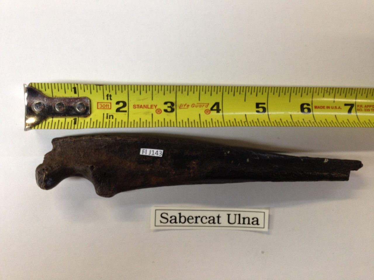 Fossil Sabercat Ulna 7" near complete | Fossils & Artifacts for Sale | Paleo Enterprises | Fossils & Artifacts for Sale