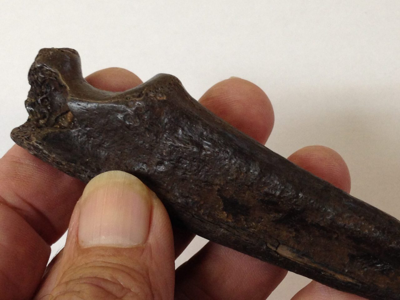 Fossil Sabercat Ulna 7" near complete | Fossils & Artifacts for Sale | Paleo Enterprises | Fossils & Artifacts for Sale