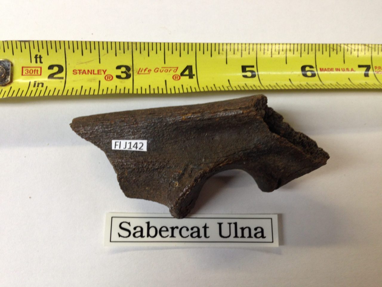 Fossil Saber Cat Ulna 3 inch Partial | Fossils & Artifacts for Sale | Paleo Enterprises | Fossils & Artifacts for Sale