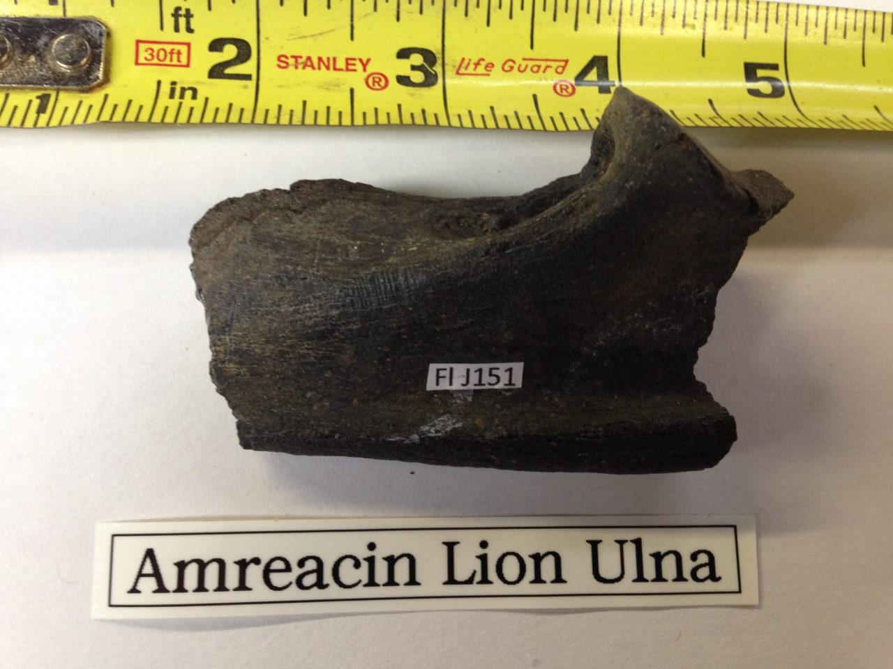 Fossil American Lion Ulna | Fossils & Artifacts for Sale | Paleo Enterprises | Fossils & Artifacts for Sale