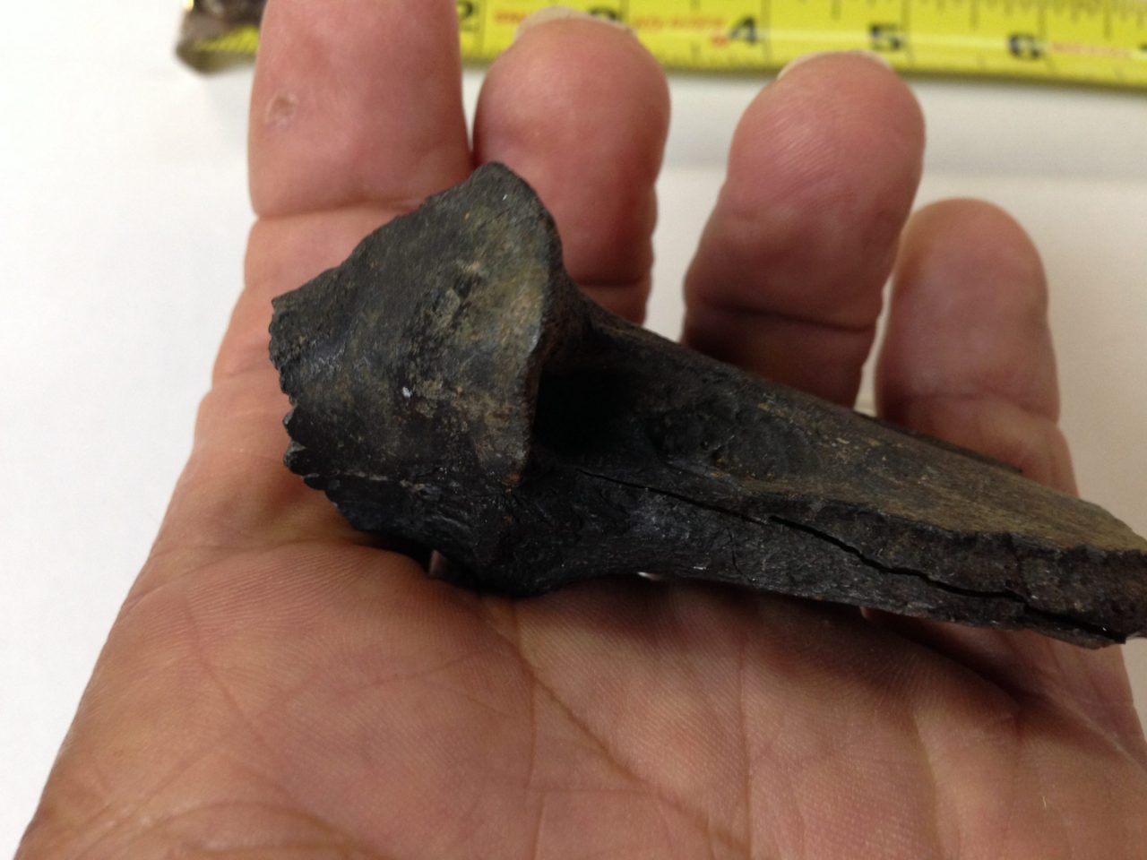 Fossil American Lion Ulna | Fossils & Artifacts for Sale | Paleo Enterprises | Fossils & Artifacts for Sale