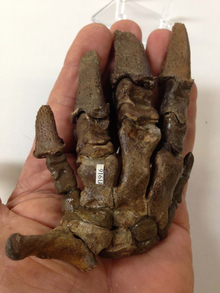 Giant Armadillo Foot Fossil Holmesina  (septentrionalis) Pleistocene | Fossils & Artifacts for Sale | Paleo Enterprises | Fossils & Artifacts for Sale